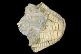 Fossil Crinoid (Zeacrinites) - Alabama #122382-1